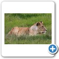 Kragga Kamma Game Reserve - L&ouml;we