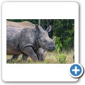 Kragga Kamma Game Reserve - Spitzmaulnashorn