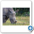 Kragga Kamma Game Reserve - Spitzmaulnashorn