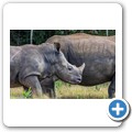 Kragga Kamma Game Reserve - Spitzmaulnashorn
