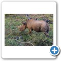 Addo NP - Spitzmaulnashorn