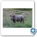 Addo NP - Spitzmaulnashorn