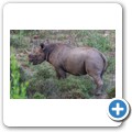 Addo NP - Spitzmaulnashorn
