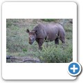 Addo NP - Spitzmaulnashorn