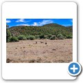 Addo NP - Warzenschwein