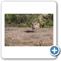 Addo NP - Warzenschwein