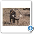 Addo NP - Warzenschwein