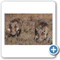 Addo NP - Warzenschwein