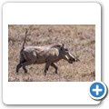 Addo NP - Warzenschwein