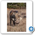 Addo NP - Warzenschwein