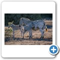Addo NP - Zebra