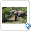 Addo NP - Elefant