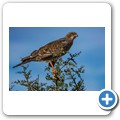 Addo NP - M&auml;usebussard