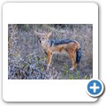 Addo NP - Schabrackenschakal
