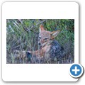 Addo NP - Schabrackenschakal