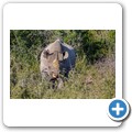 Addo NP - Spitzmaulnashorn