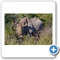 Addo NP - Spitzmaulnashorn