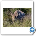 Addo NP - Spitzmaulnashorn
