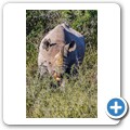 Addo NP - Spitzmaulnashorn