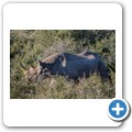 Addo NP - Spitzmaulnashorn