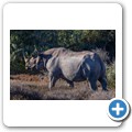 Addo NP - Spitzmaulnashorn