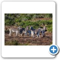 Addo NP - Zebra