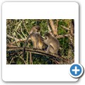 Addo NP - gr&uuml;ne Meerkatze
