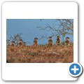 Addo NP - Erdm&auml;nnchen