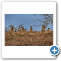 Addo NP - Erdm&auml;nnchen