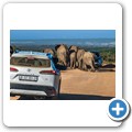 Addo NP - Elefant