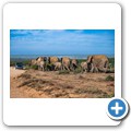 Addo NP - Elefant