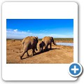 Addo NP - Elefant