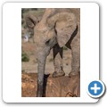 Addo NP - Elefant