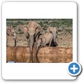 Addo NP - Elefant