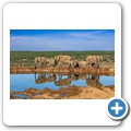 Addo NP - Elefant