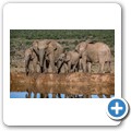 Addo NP - Elefant