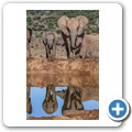 Addo NP - Elefant