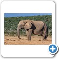 Addo NP - Elefant