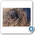 Addo NP - Elefant
