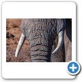 Addo NP - Elefant