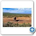 Addo NP - Elefant
