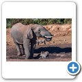 Addo NP - Elefant