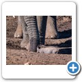 Addo NP - Elefant