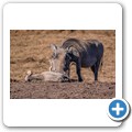 Addo NP - Warzenschwein