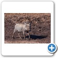 Addo NP - Warzenschwein