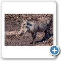 Addo NP - Warzenschwein