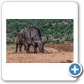 Addo NP - Kaffenb&uuml;ffel