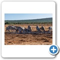 Addo NP - Zebra