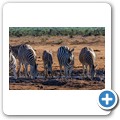 Addo NP - Zebra