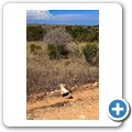 Addo NP